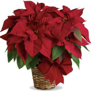 Poinsettier
