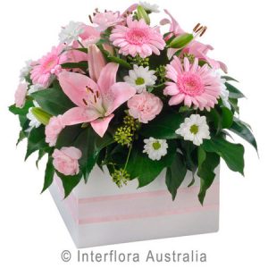 Softness Aus 348